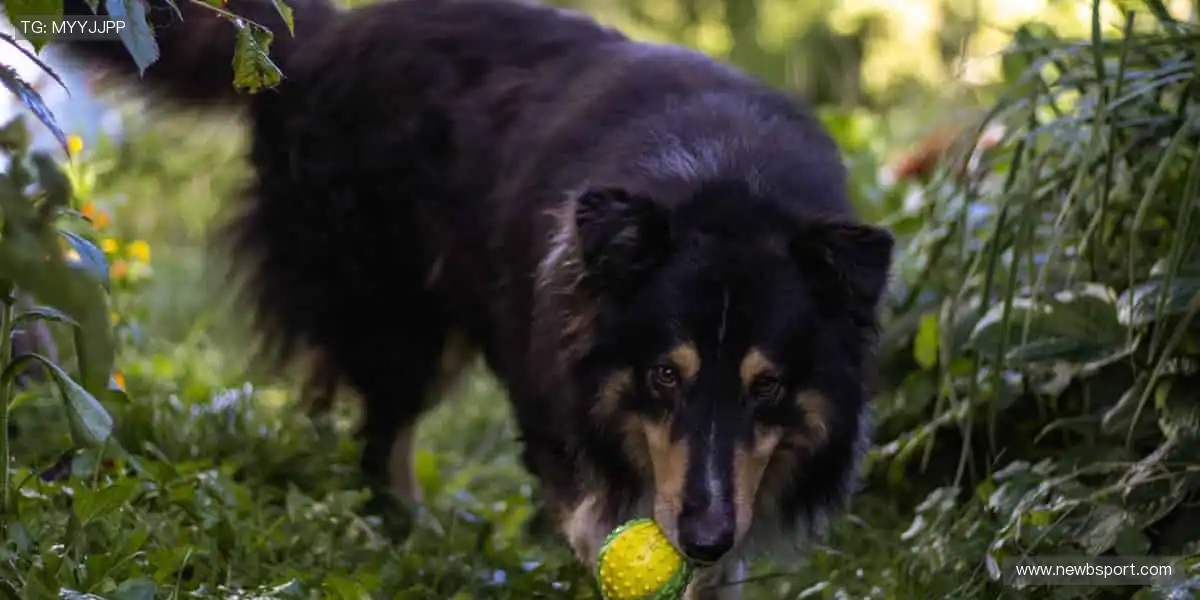 ⚽全球赛事，指尖掌控每分精彩！